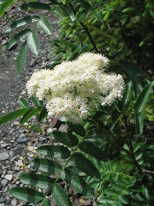 Sorbus scopulina